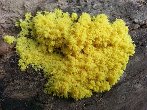 yellow mushroom mos