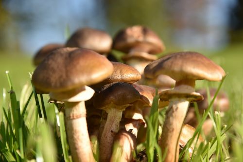 mushroom autumn forest