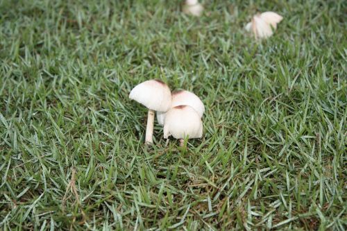mushroom lor su dry