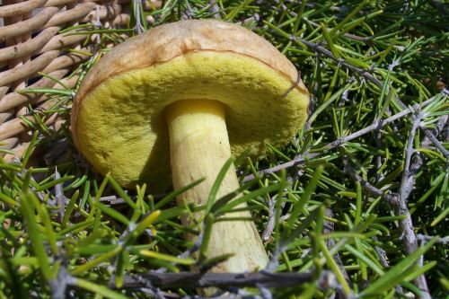 mushroom mata-relatives forest