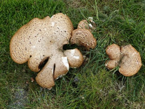 mushroom parasol brown
