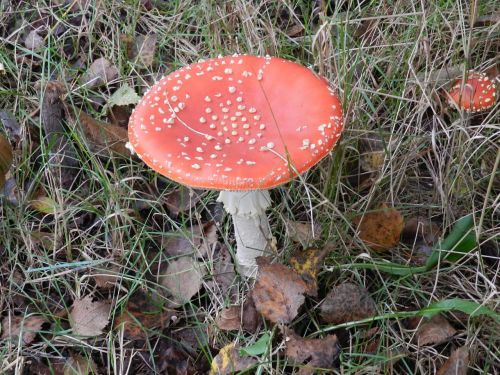 mushroom fly agaric autumn