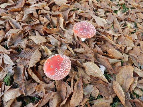 mushroom red white dots autumn