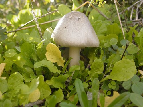 mushroom field fungus