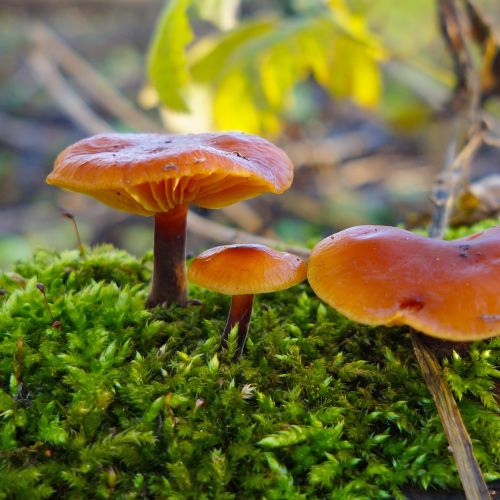 mushroom forest forest mushroom