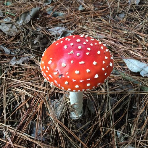 mushroom silvestre red