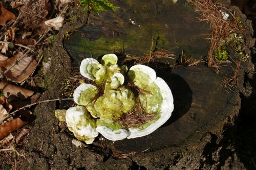 mushroom log nature