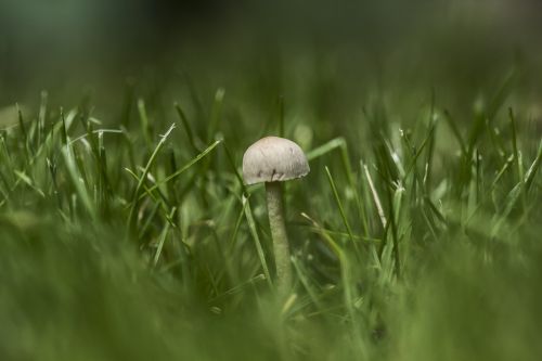 mushroom tiny green