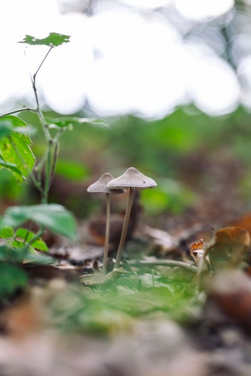 mushroom forest magic