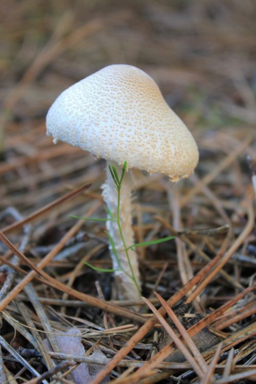 mushroom fungus