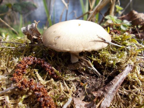 mushroom nature of course