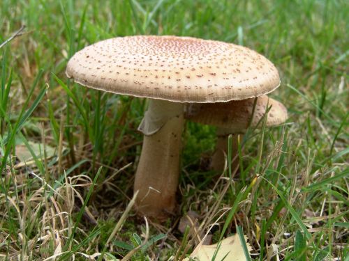 mushroom nature autumn