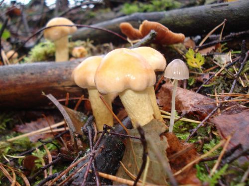 mushroom nature autumn