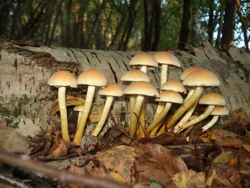 mushroom nature autumn