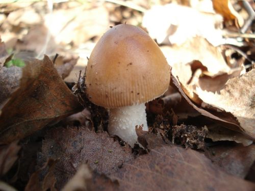 mushroom nature autumn