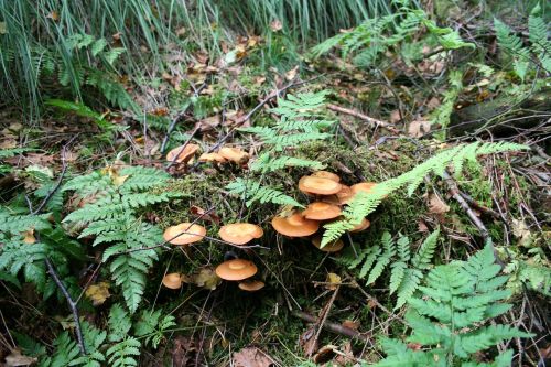 mushroom nature autumn