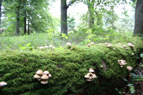 mushroom nature autumn