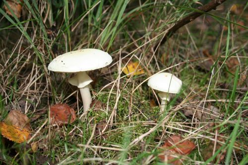 mushroom nature autumn