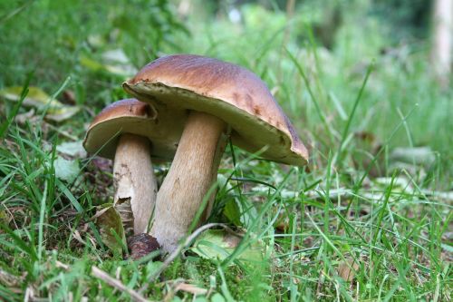 mushroom nature autumn