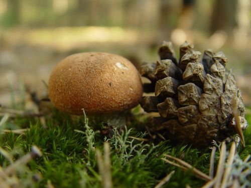 mushroom pine cone nature