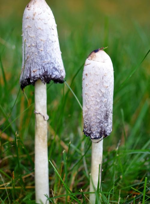 mushroom grass nature