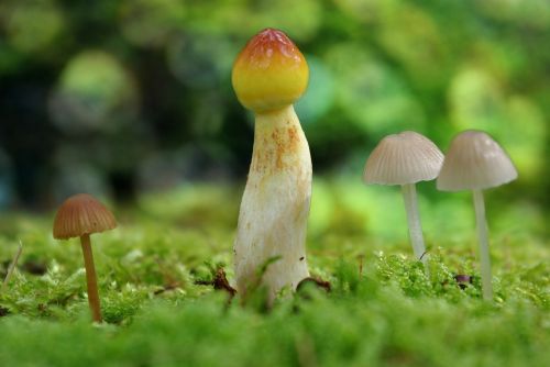 mushroom forest toxic