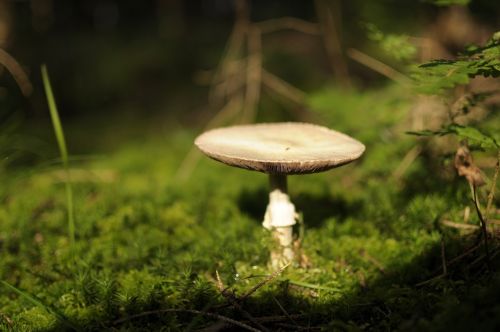 mushroom autumn nature