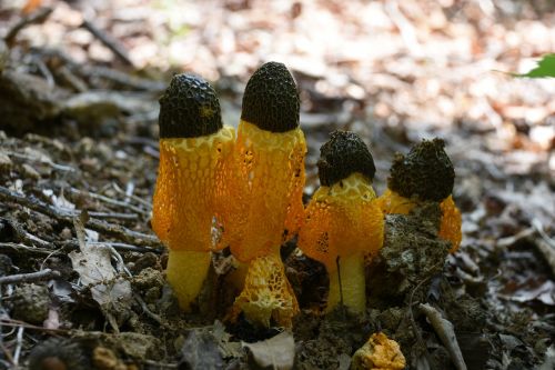 mushroom yellow net