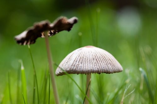 mushroom disc fungus cap