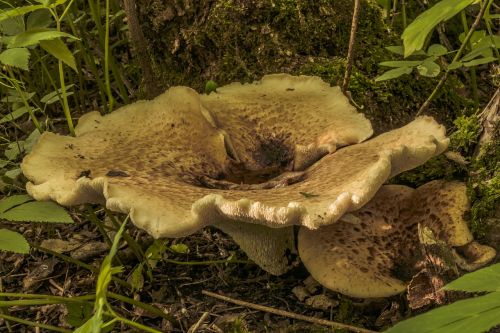 mushroom forest mushroom in the forest