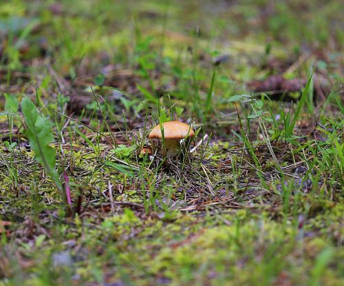 mushroom greasers forest