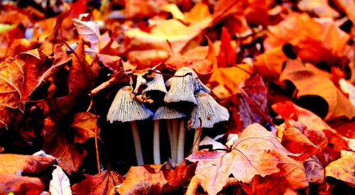 mushroom leaves autumn