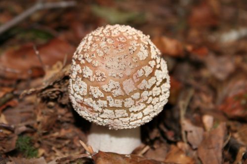 mushroom forest mushroom wild mushrooms