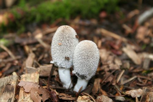 mushroom forest mushroom schopf comatus