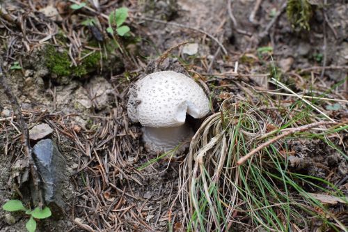 mushroom forest disc fungus