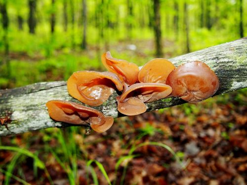 mushroom fungus woods