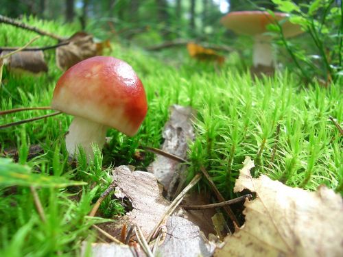mushroom forest mushroom russula
