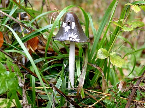 mushroom grass rain