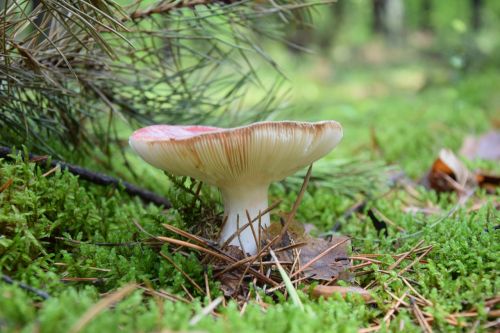 mushroom forest poisonous