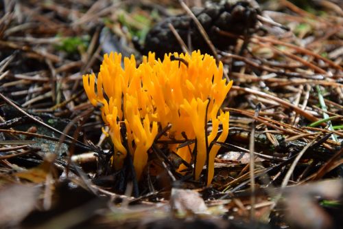 mushroom forest litter