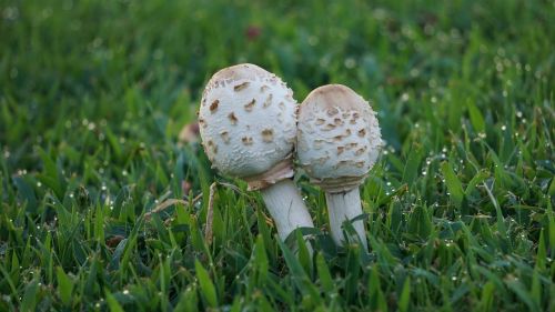 mushroom nature white