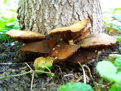 mushroom brown mushroom group
