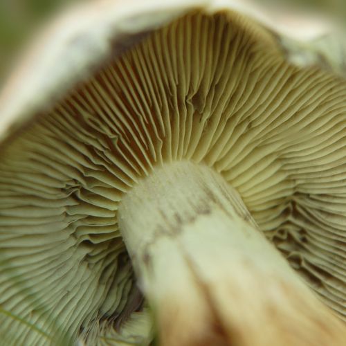 mushroom lamellar autumn
