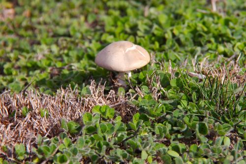 mushroom lavender farm