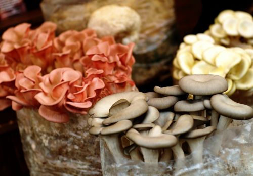 mushroom food market