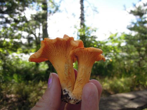 mushroom mushrooms chanterelle