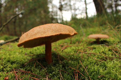 mushroom green denmark