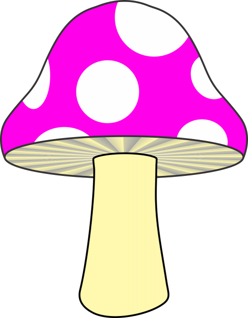 mushroom nature mushroom pink