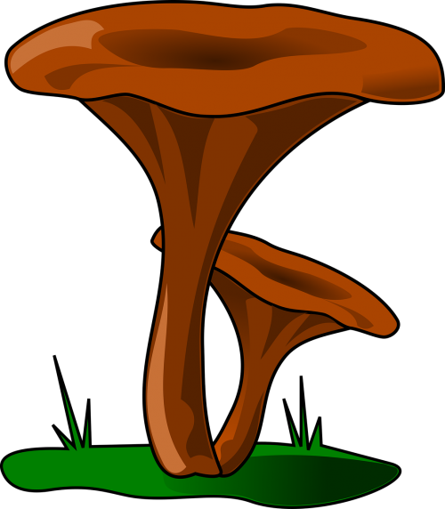 mushroom i robezuelo fúngidos
