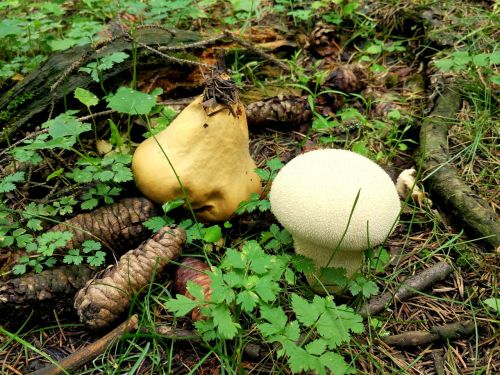 mushroom echinacea forest
